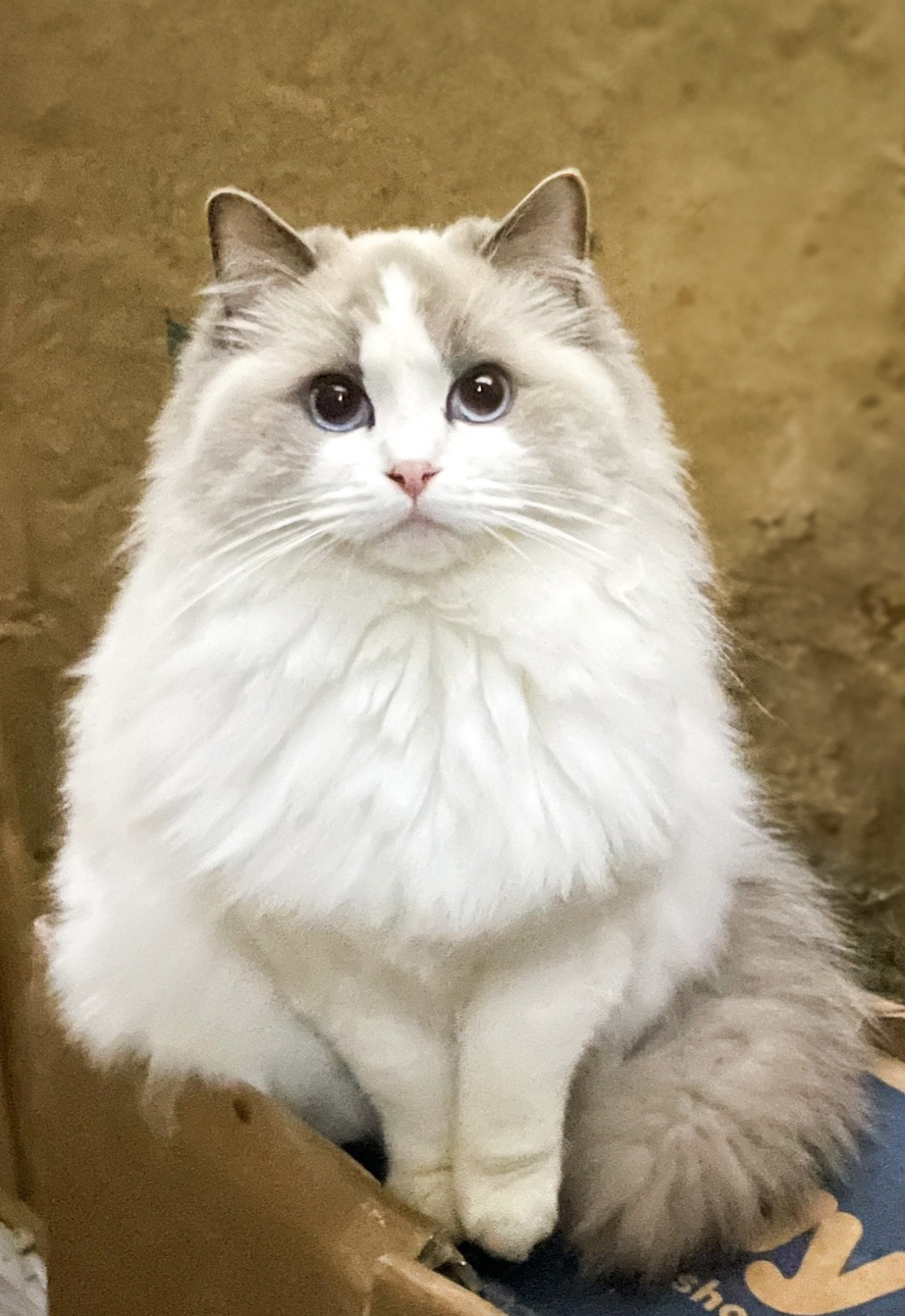Dapple Ragdoll Our Queens – Deep South Ragdolls